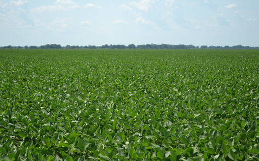 Soybeans are used as biofuels and grown in abundance in the Midwest. (United Soybean Board/Flickr)