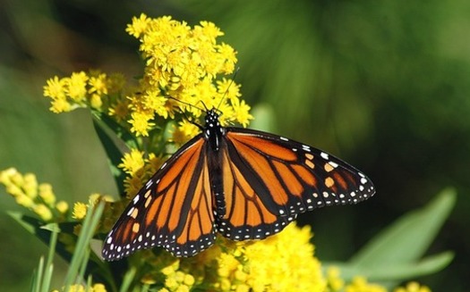 Pollinators such as Monarch butterflies, certain birds and bats are an integral part of the health of natural ecosystems and agriculture. (Bill Barlow/Pixabay)