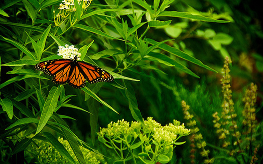 Monarch butterfly populations have plummeted 90 percent over the past two decades. (bark/Flickr)