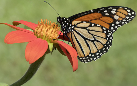 One third of all the food we eat is the direct result of pollinators such as the monarch butterfly, according to a Cornell study. (C Watts/Flickr)