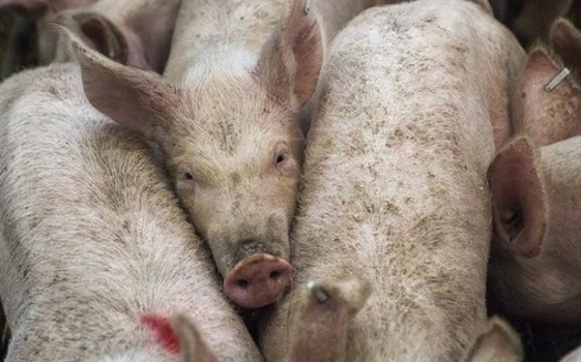 Iowa's pig and hog population is more than 22 million according to the USDA  more than double the state's nearest pork production rival, North Carolina. (afnewsagency/Pixabay)