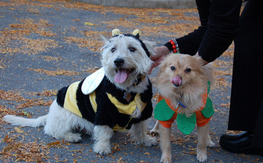 Pet costumes should be comfortable and not restrict the animal's natural movement. (Brett Neilson/Flickr)