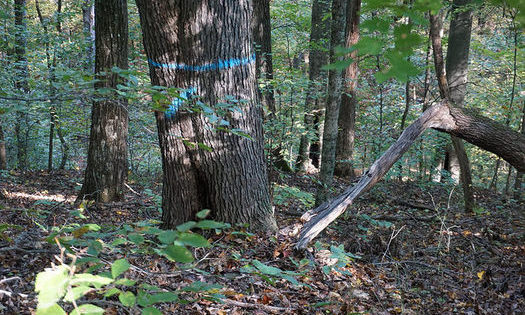 A timber sale in some of Indiana's most popular forests begins on Nov. 9. (Dave Simcox)
