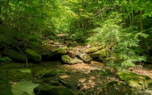 668 plant and animal species have been identified in Ohio's Rock Run Watershed. (Ohio Chapter of the Sierra Club)