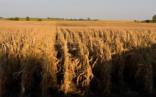 In Nebraska, 500 million bushels of grain a year are needed for ethanol production. (United Soybean Board/Flickr)