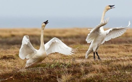 Tundra swans take off in the Alaska National Wildlife Refuge. (William Pohley)