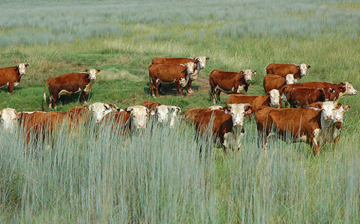 Rotational grazing of cattle could help soil better sequester carbon and help fight climate change. (U.S. Department of Agriculture/Flickr)