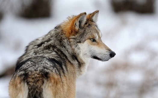 The large populations of gray wolves that once roamed the Southwest were killed off because of the threat they posed to cattle ranchers. (earthjustice.org)