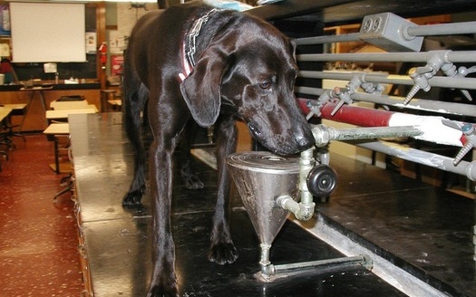 Clancy was a lab/hound mix trained to sniff out mercury in schools. (MPCA)