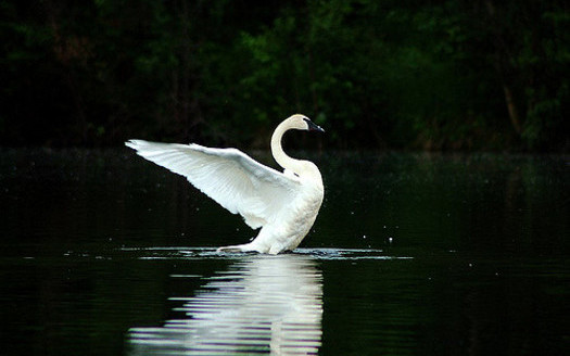 Trumpeter swan populations are in decline in South Dakota, according to the state. (Cecil Sanders/Flickr)