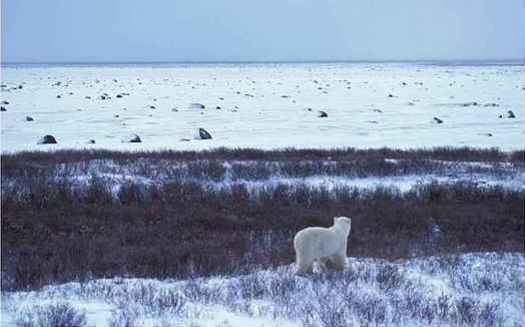 The final tax bill keeps a provision opening the Arctic National Wildlife Refuge to oil drilling. (U.S. Fish and Wildlife Service)