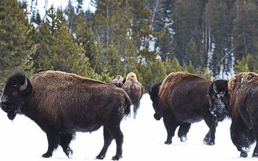There are no cases of bison transferring the disease brucellosis to livestock, studies show. (Debeo Morium/Flickr)