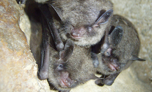 New legislation aims to save species before they require the Endangered Species Act. The Indiana Bat is currently an endangered species in Kentucky. (Ann Froschauer/ Celley/USFWS)
