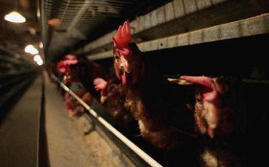 Food-safety advocates say faster production line speeds would jeopardize the safety of poultry workers, as well as the safety of the finished product. (Getty Images)