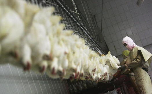 Food-safety advocates say faster production-line speeds would jeopardize the safety of poultry workers, as well as the safety of the finished product. (Getty Images)