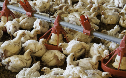 Ohio's annual broiler chicken production is valued at $277 million. (U.S. Department of Agriculture/Flickr)