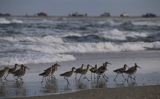 Drilling off the coast of North Carolina is predicted to harm wildlife and discourage the tourism and fishing industry. (Michael Herzog/flickr)