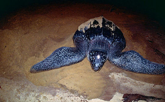 Eastern Pacific leatherback sea turtle populations on the West Coast have decreased by more than 97 percent in the last three generations. (Bernard Dupont/Wikimedia Commons)