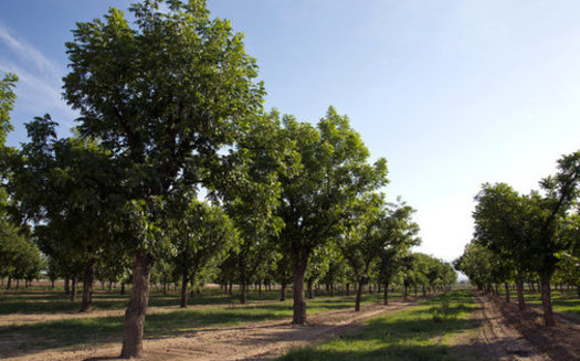 Some pecan growers in New Mexico have resorted to hiring private security guards to quell a rash of thieves stealing the nuts to sell them. (nmsu.edu)