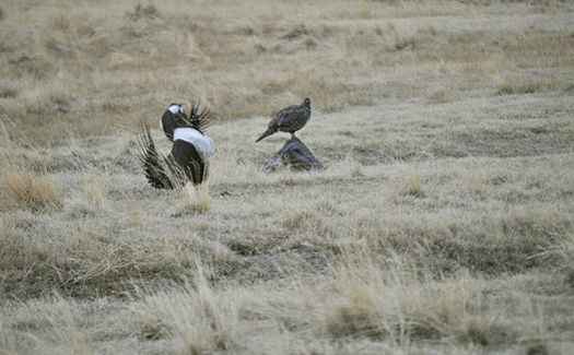 The Trump administration has recommended changes to the greater sage-grouse land management plan that could open up more of its habitat to oil and gas development. (Jeannie Stafford/US Forest Service)