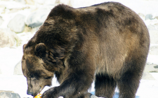 Grizzly bears occupy less than 5 percent of their historic range, conservation groups say. (Ellie Attebery/Flickr)