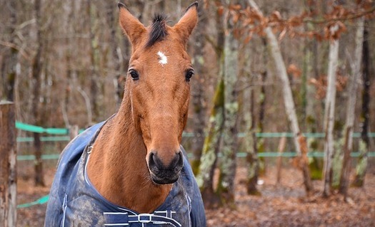Kentucky passed a law in 2017 that allows courts to order people convicted of cruelty involving horses to lose ownership rights. (christels/Pixabay)