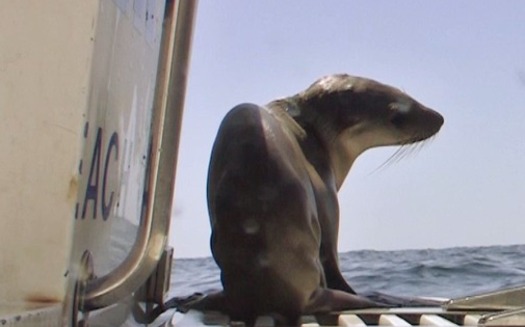 Scientists say they've encountered many emaciated sea-lion pups in recent years due to dwindling anchovy and sardine fisheries, primary food sources for sea lions. (Oceana)