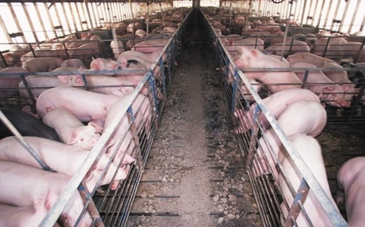 Advocates are asking for more oversight of confined animal feeding operations. (hecweb.org)