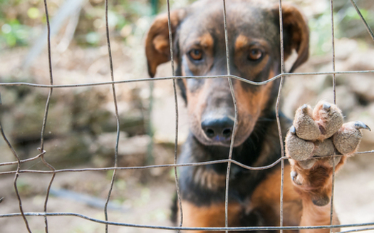 Nearly 70,000 homeless dogs and cats die in New Mexico animal shelters each year. (americanhumane.org)