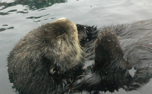 Experts say sea otters keep sea urchins from ravaging kelp forests, maintaining habitat for fish. (Kconnors/Morguefile)