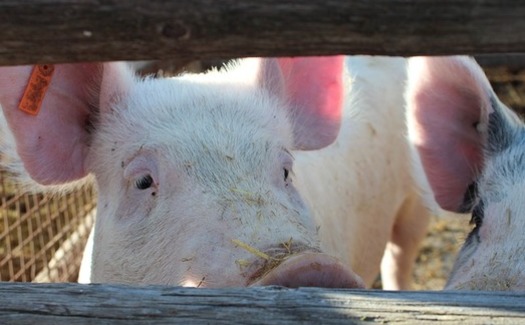 Two large-scale hog farm operations have already been proposed in North Dakota. (rygudguy/Pixabay)