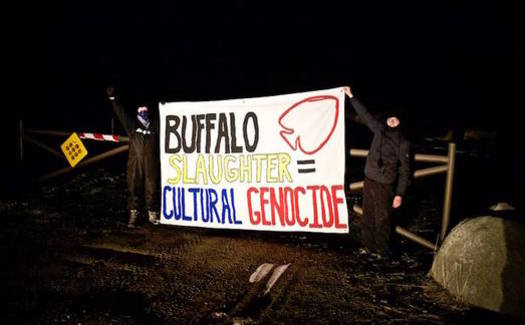 There are about 500 wild buffalo in the Stephens Creek facility outside Gardiner that could be destined for slaughter. (Wild Buffalo Defense)