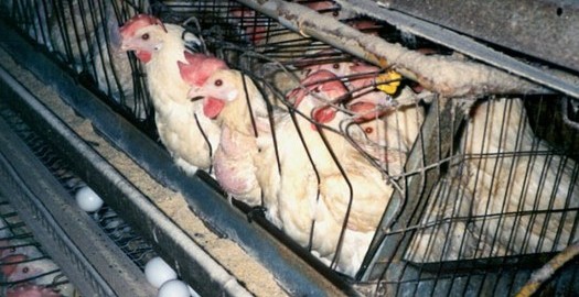 A dozen eggs from cage-free chickens typically cost at least a dollar more than conventional eggs. (mercyforanimals.org)