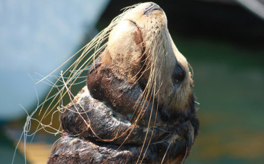 Sea lions and other animals can be injured or killed by lost or discarded fishing gear. (Tom Campbell/Marine Photobank)