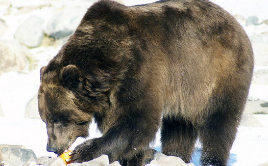 No longer protected as an endangered species, Wyoming has proposed allowing grizzly bear hunts this fall. Montana declined to do the same. (Ellie Attebery/Flickr)