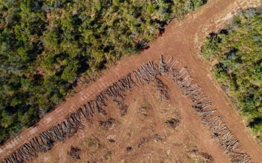 Advocates of changing the way biofuels are made say current standards encourage rampant deforestation in places like Argentina, where farmers are clearing land illegally to grow soybeans. (Jim Wickens/Ecostorm)