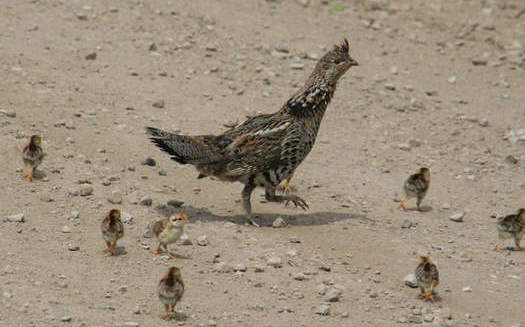 Pennsylvania's state bird, the ruffed grouse, is among 314 climate-threatened species. (Lindsay Stedman/USFWS)