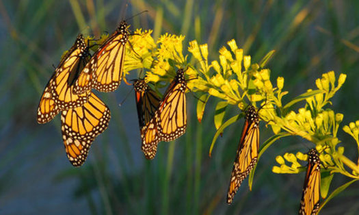 The eradication of milkweed in South Dakota has reduced food for monarch butterflies, now included on the endangered species list. (nature.org)