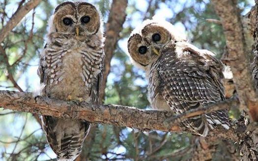 The New Mexican Spotted Owl is one of several threatened wildlife species in the state. (nps.gov) 