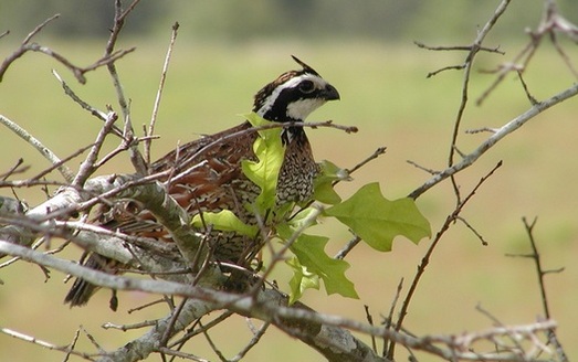 The Bobwhite Quail is one of 377 species in Arkansas which, due to habitat loss, are at risk of becoming extinct. (USFWS)