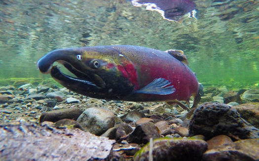 There are 13 endangered populations of salmon in the Columbia River Basin. (Bureau of Land Management/Flickr)