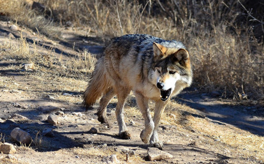 The Mexican gray wolf was almost eliminated from the wild by the 1970s, but a court ruling this week could help ensure its comeback in the Southwest. (Larry Lamsa/Flickr)