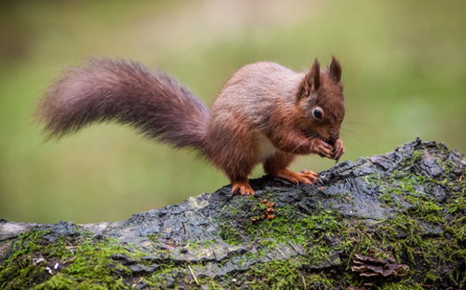 The red squirrel is among the species in Tennessee at risk of being added to the endangered species list. (Richard Towell/flickr)