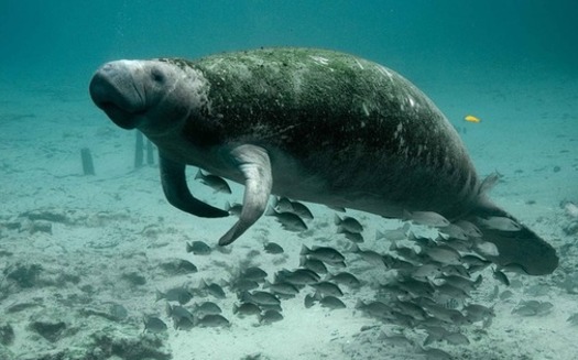 The manatee is just one iconic Florida species on the federal endangered species list. (Pixabay) 
