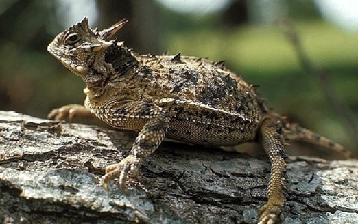 The Texas Horned Lizard, also called a 
