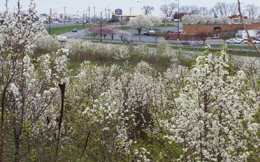 Pear trees have been showing up in places where they weren't intentionally planted. (in.gov)  Pear trees have been showing up in places where they weren't intentionally planted. (in.gov)