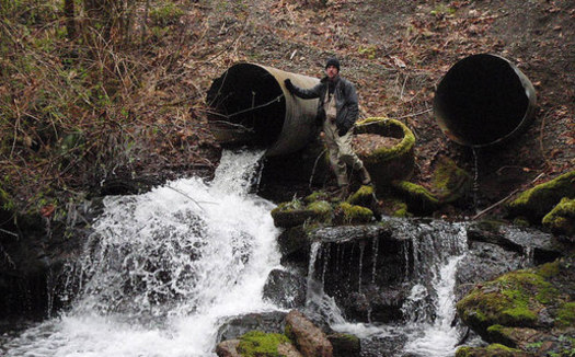 Poorly designed culverts can make it nearly impossible for salmon to swim upstream to spawn. (Jerilyn Walley/Flickr)