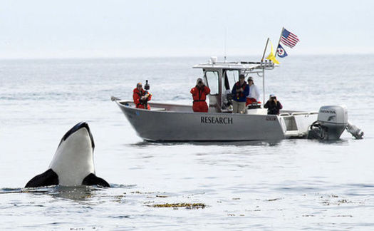 There are only 76 killer whales left in the Northwest's iconic Southern Resident population. (NOAA/Wikimedia Commons)