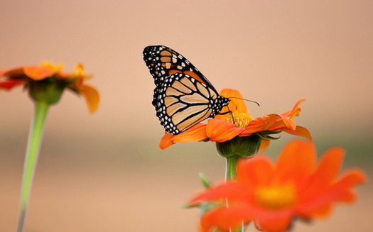 It's estimated that pesticides are a major factor in the dwindling numbers of monarch butterflies. (Emily Carlin/Flickr)