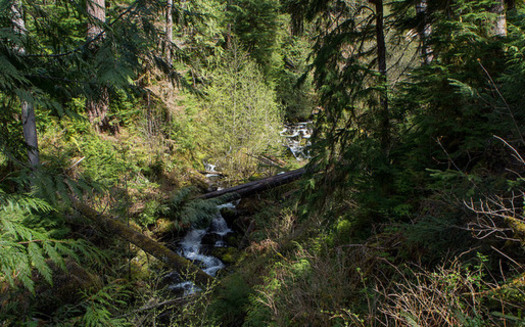 Timber and environmental interests have clashed in management of forests, including those in and around Olympic National Park. (ChelseaWa/Flickr)